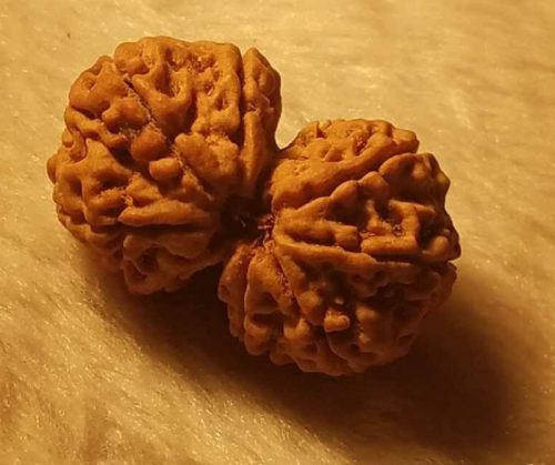 异形金刚菩提介绍：尼泊尔顶级无色差双胞胎连体金刚菩提子-孔夫子古玩网