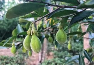 沉香果、沉香叶的功效与作用-孔夫子古玩网