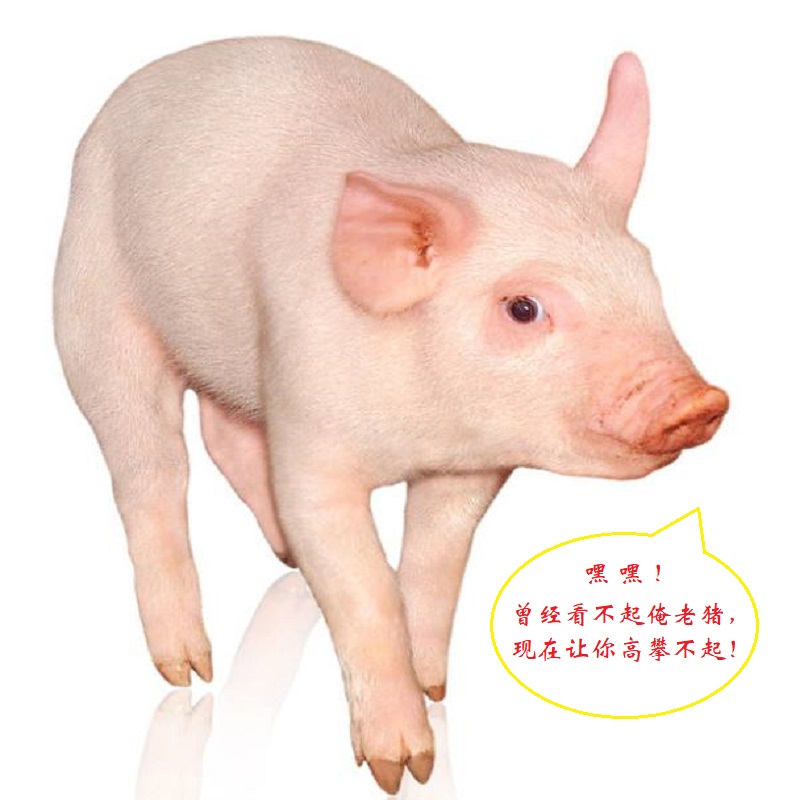 猪肉价格上涨让养猪场2万月薪招聘养猪能手-孔夫子古玩网